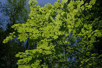 green leaves