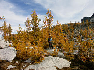 Larches are better than slide alder