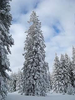My favorite big snowy tree