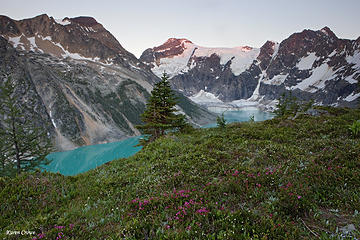 Pink Mountain Heather