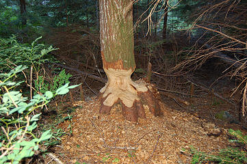 Busy beavers