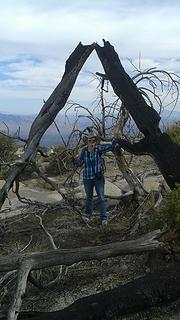 Toppled over tree