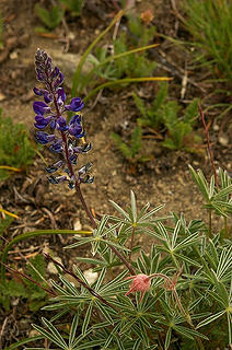 Lupine and old mans whiskers