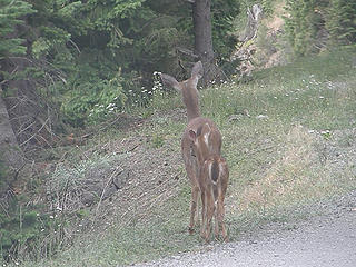 Deer on road on way to Tubal Cain trailhead.