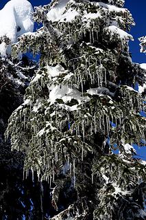 Tree icicles all over the sunny side