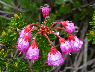 Red Heather