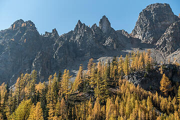 larch in a notch