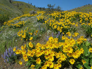 Sage Hills flowers