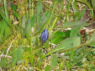 gentian