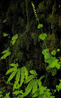 Youth on Age and Maidenhair fern