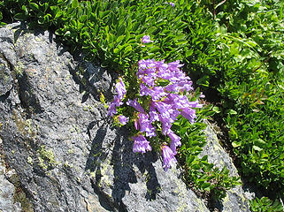 Penstemon