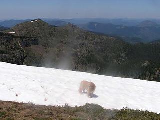 Sadie chillin' on the small patch of remaining snow