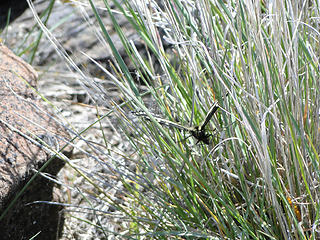 Butterfly attempt on Yakima Skyline trail.