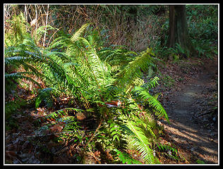 Sun On Ferns