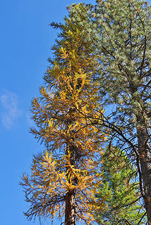 Larch. 
Shevlin park, Bend OR, 10/11/16