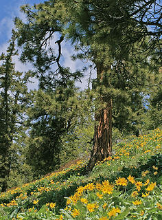 Driveway Butte trail1