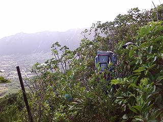 Crashing thru the brush on Olomana