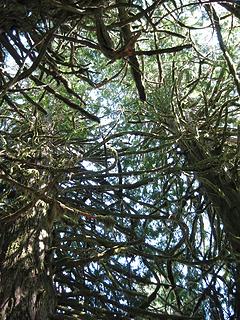 tangled limbs of Westen Red Cedar