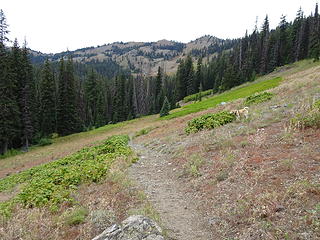 meadow below Koppen Mountain saddle