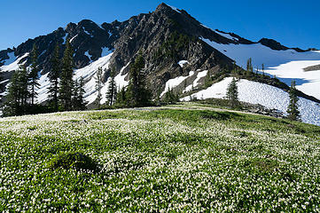 Endless flower meadows