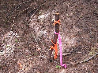 This poor little stump was identified by the orange tape as a "killer tree" - not quite sure why.  Seemed innocent enough.