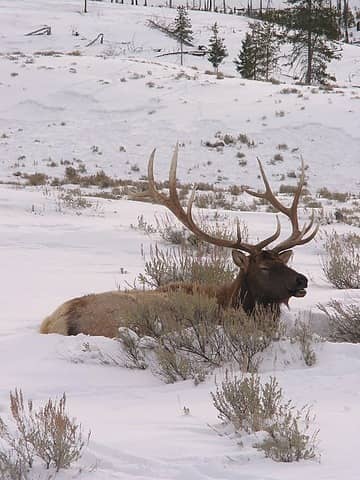 bull elk in day bed