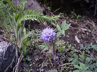 Ballhead Waterleaf