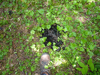 bear scat