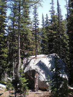 Tree growing out of boulder