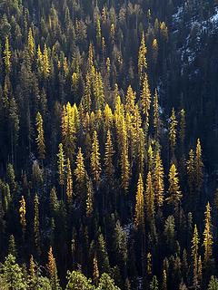 Larches falling into shadow