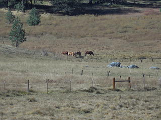 Horses in the meadow