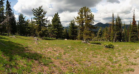 Small Meadow