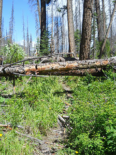 Trail to Big Hidden Lake 6/19 to 6/22/17