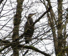 Not an eagle along the Skagit