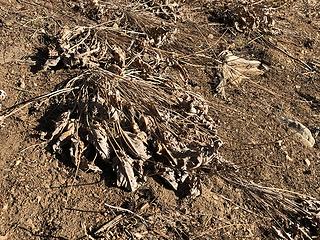 Next year, Balsamroot