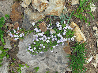 Flowers on Red Mountain