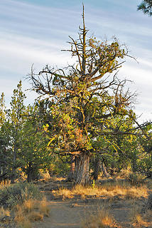 Sawyer Park, Bend OR, Dog walk