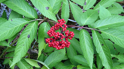 Red Berries