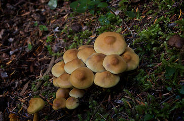 One of many varieties of mushroom.