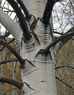 Birch or alien