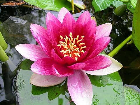 Water Lilly