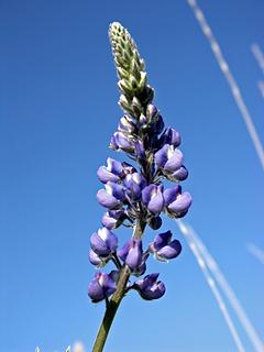 Lupine