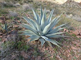 Aloe