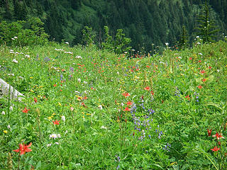 Tons of columbine here, with bistort, yellow stuff, valerian, lupine, bracketed lousewort, hellibore