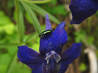 Wildflowers and beetle on Puffer Butte in the Blue Mountains of Southeastern Washington.