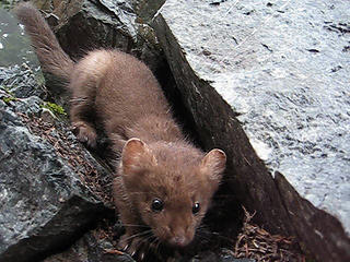 Snow Lake 07 - young martin