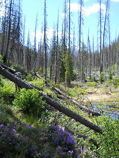 Trail to Big Hidden Lake, Pasayten Wilderness 6/19 to 6/22/17