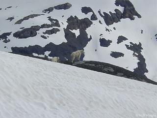 Mountain Goat near Harding Icefield, Seward