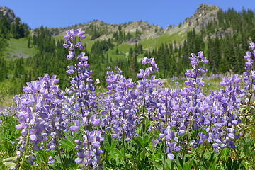 Lovely lupine