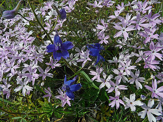 larkspur and phlox